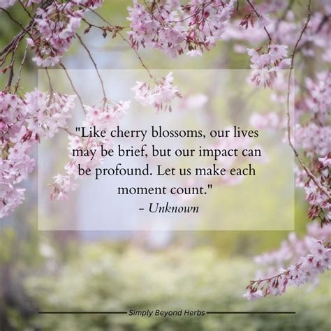 cherry blossom quotes sayings|i am cherry blossom.